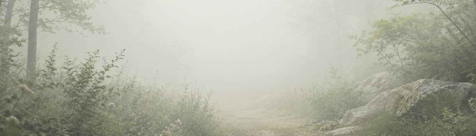 A pale misty woodland path opening into soft morning light