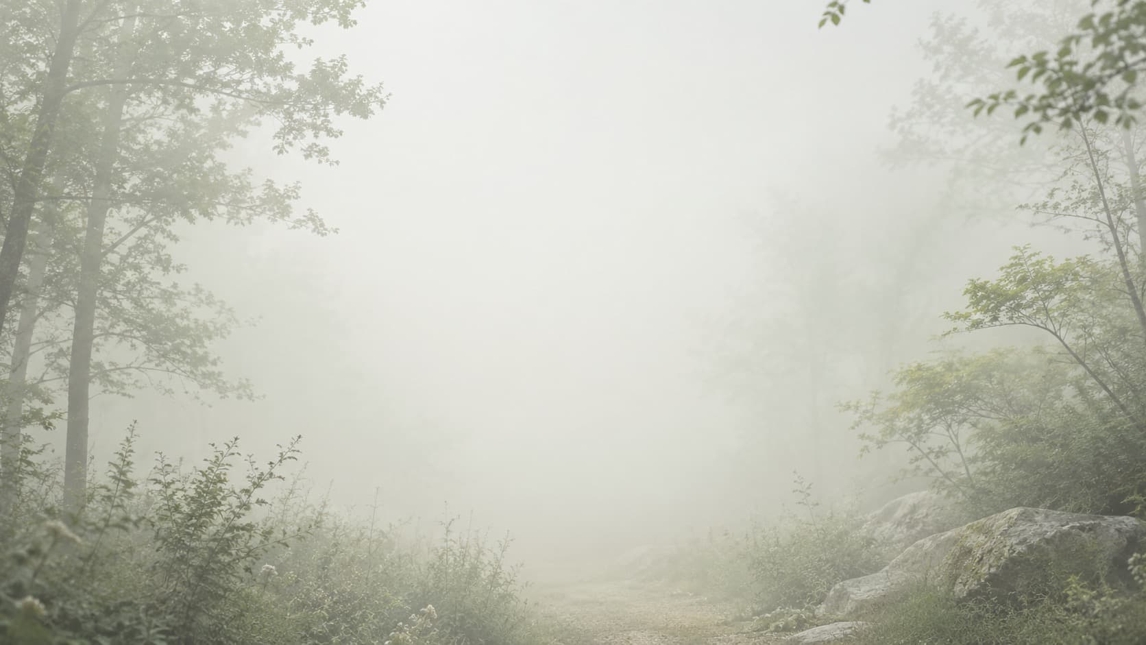 A pale misty woodland path opening into soft morning light